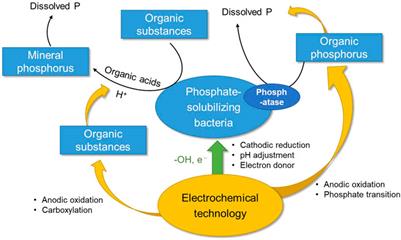 REDOX physical-chemical method boosted phospholytic bacteria technology for enhanced phosphorus solubilization